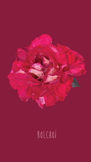 Carnet Emma Chedid – Image 4